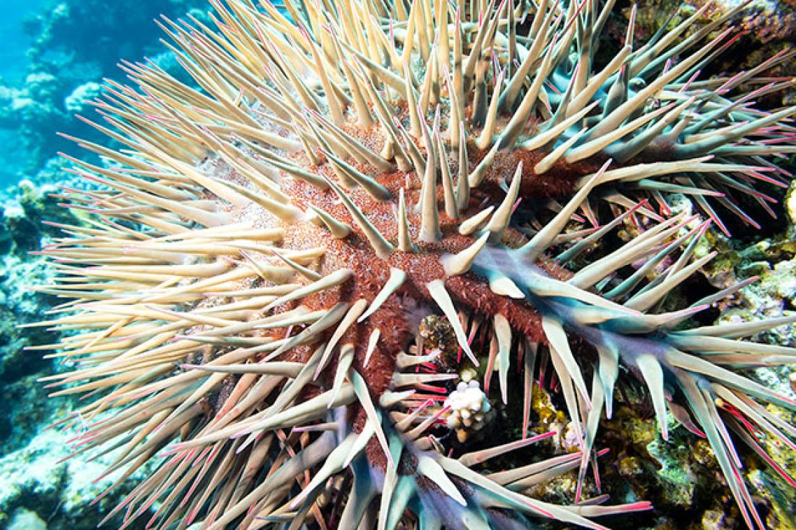 A crown-of-thorns starfish under water