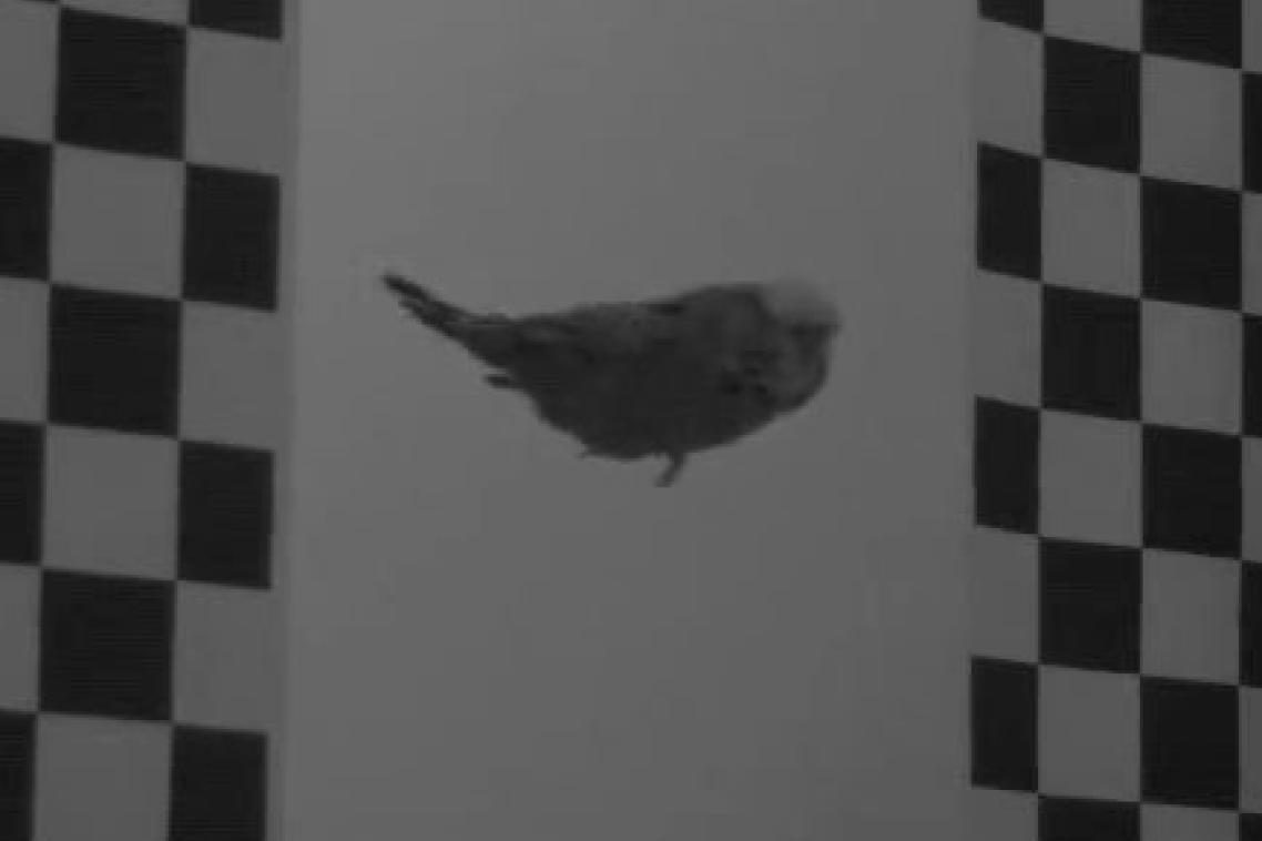 A budgie from the study in flight