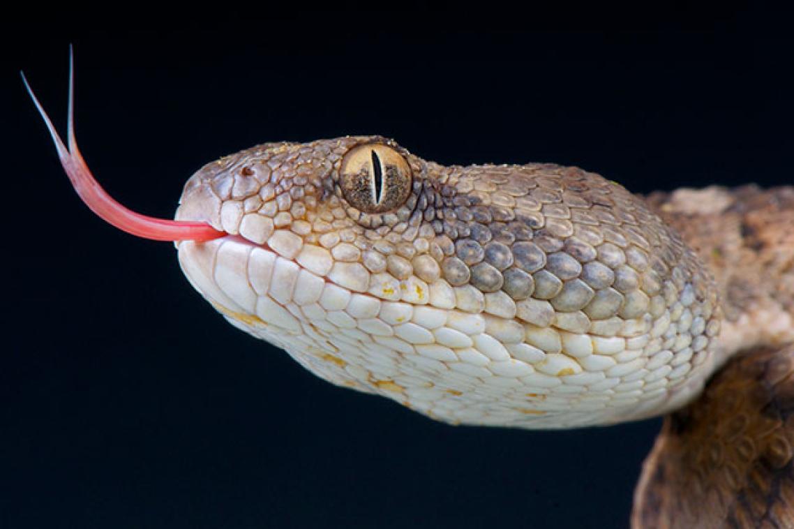 Venomous snake poking it's tongue out