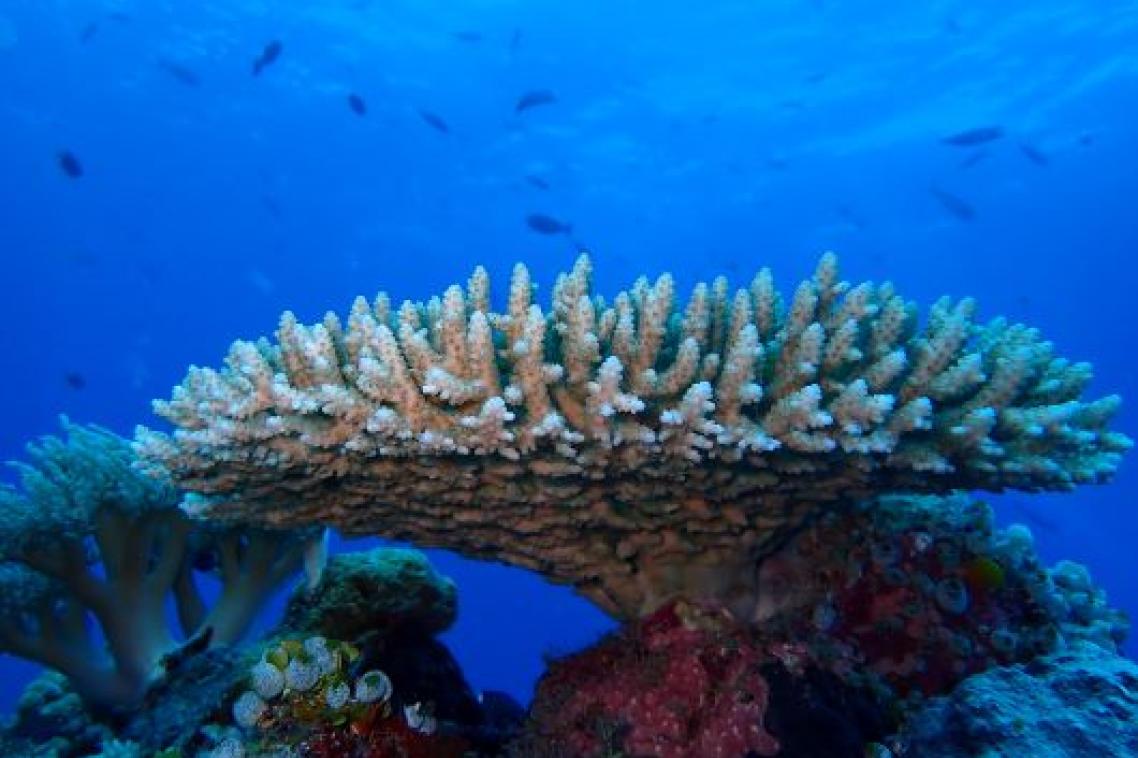 Large piece of white coral in a sea of blue with little fish in the distance. 