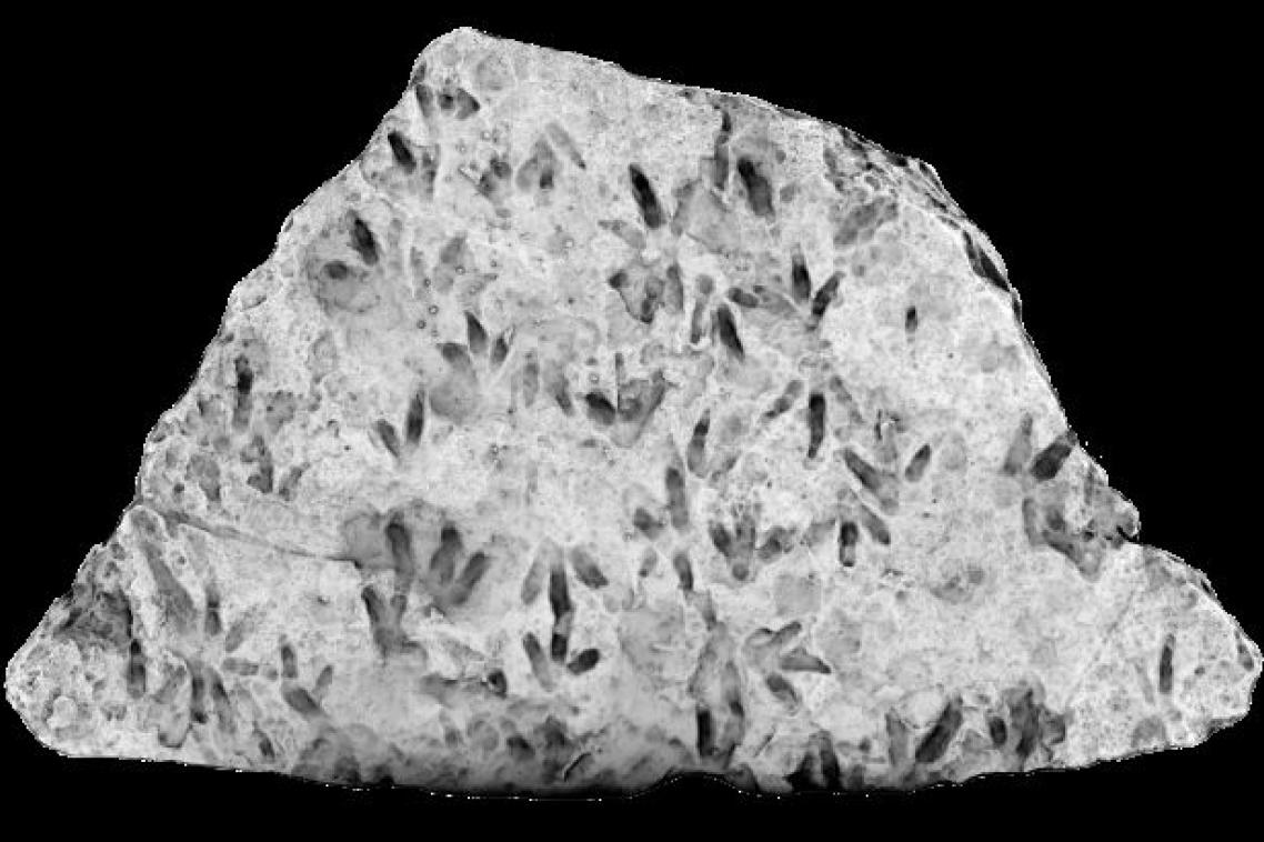 a black and white image of marks on a rock