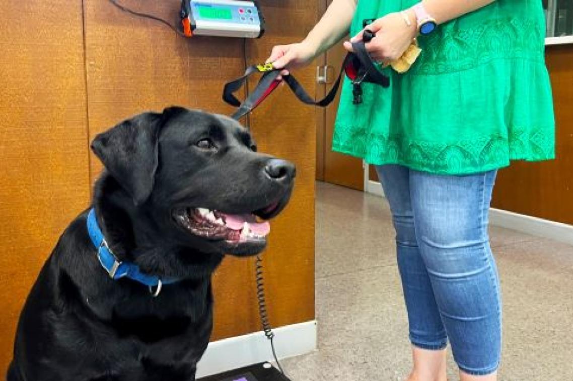 A dog sitting on scales