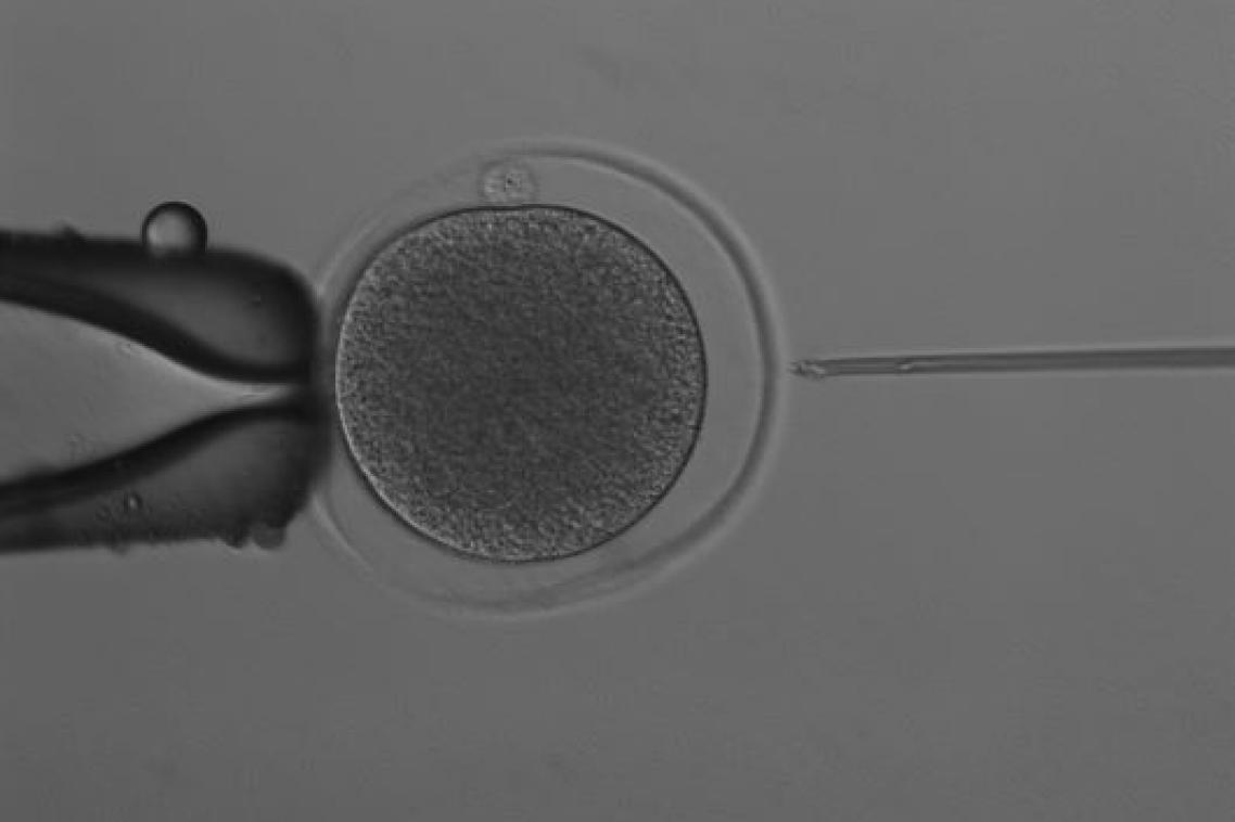 A black and white photo of a syringe being injected into an egg from a uterus.