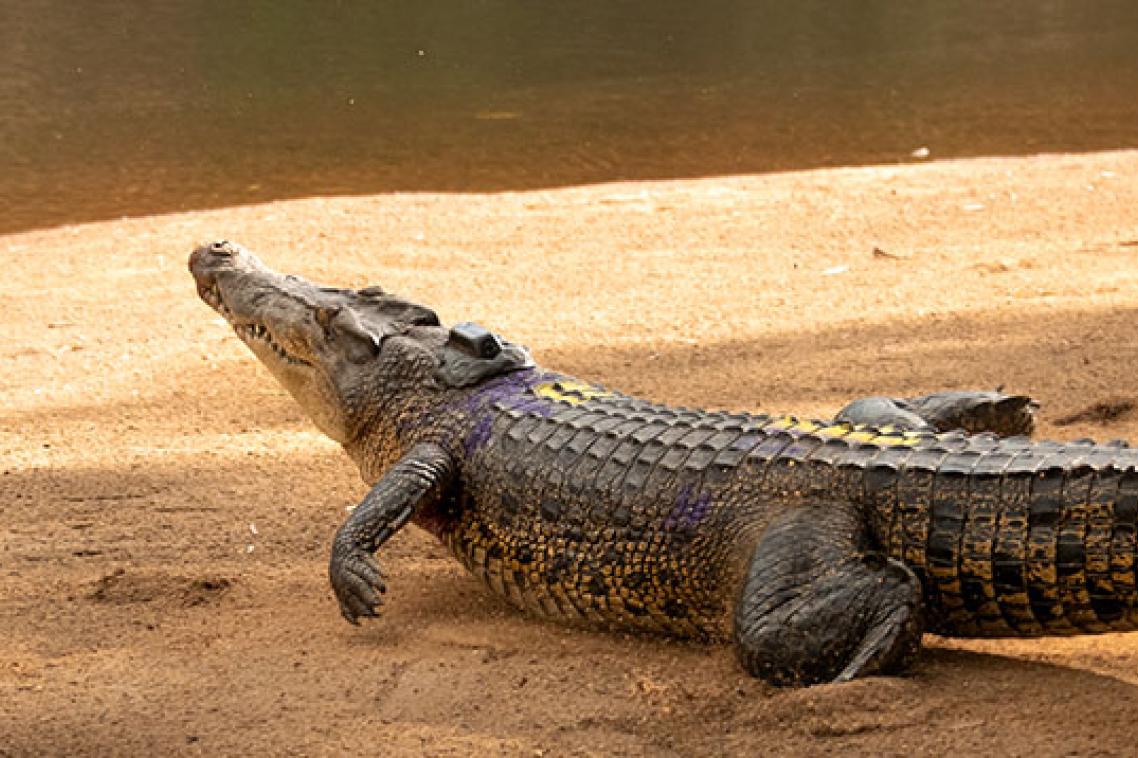 a crocodile moves away on a sandy bank 