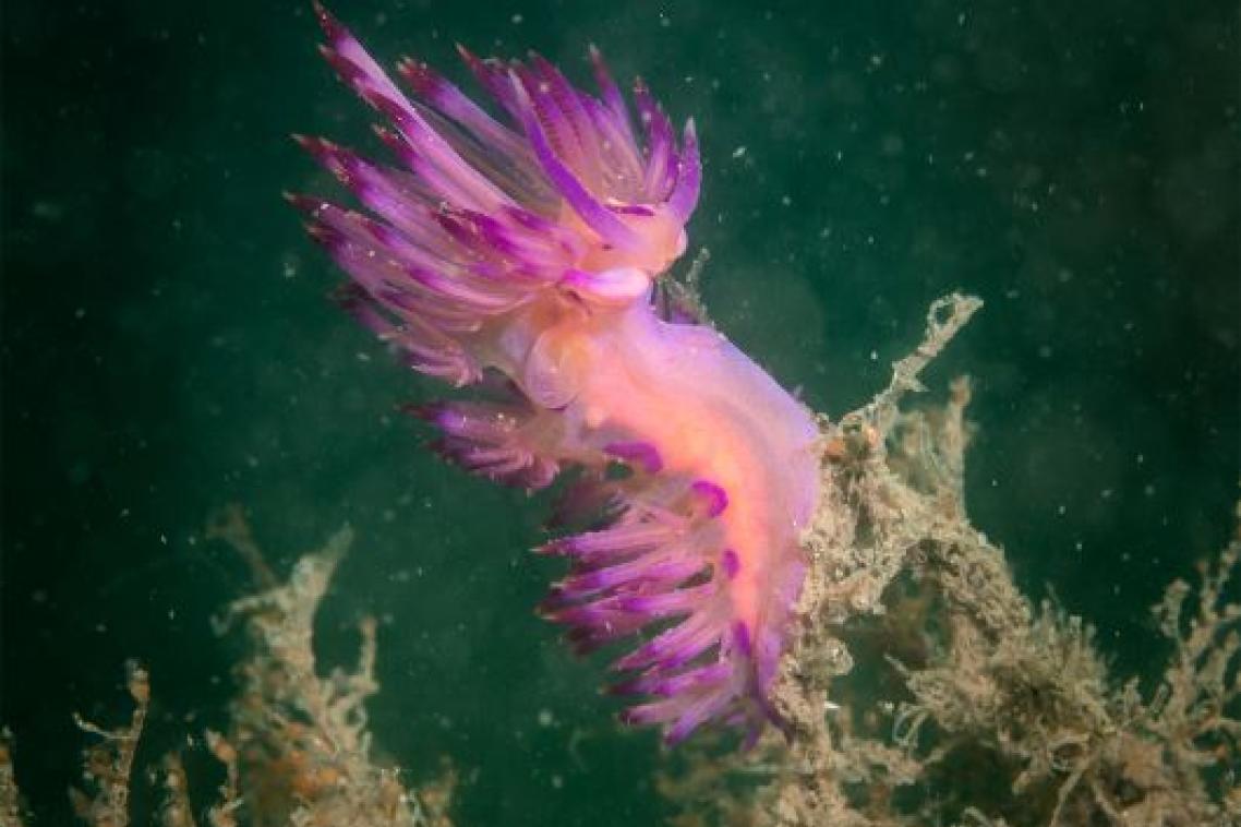 A bright pink sea slug under water near coral