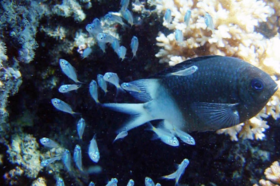 An underwater image of a black and white reef fish with some baby fish in front of coral.