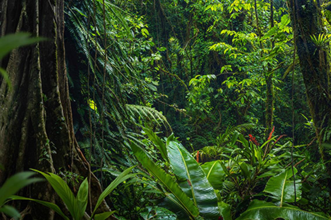 a view of very green dense foliage and a large tree trunk covered in ferns