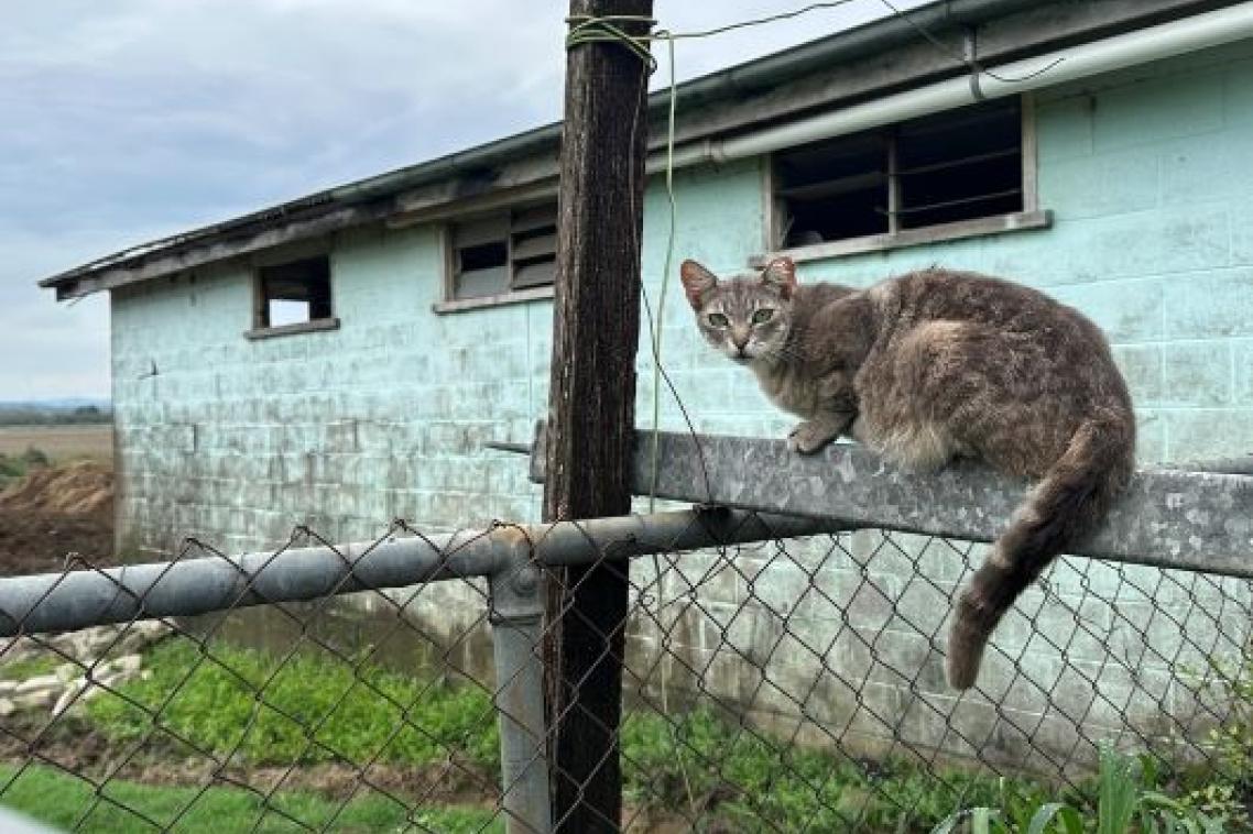 Grey cat sitting on a wire fence in front of an aqua building