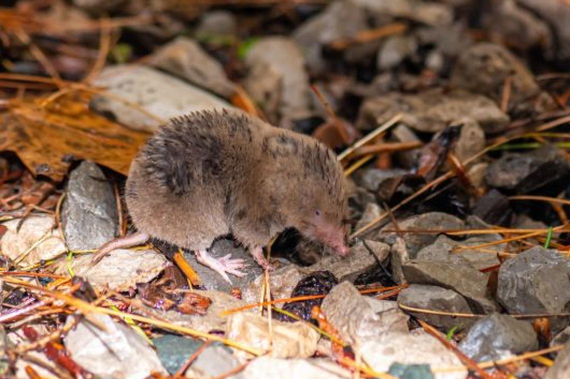 A northern short-tailed shrew in forest leaf litter