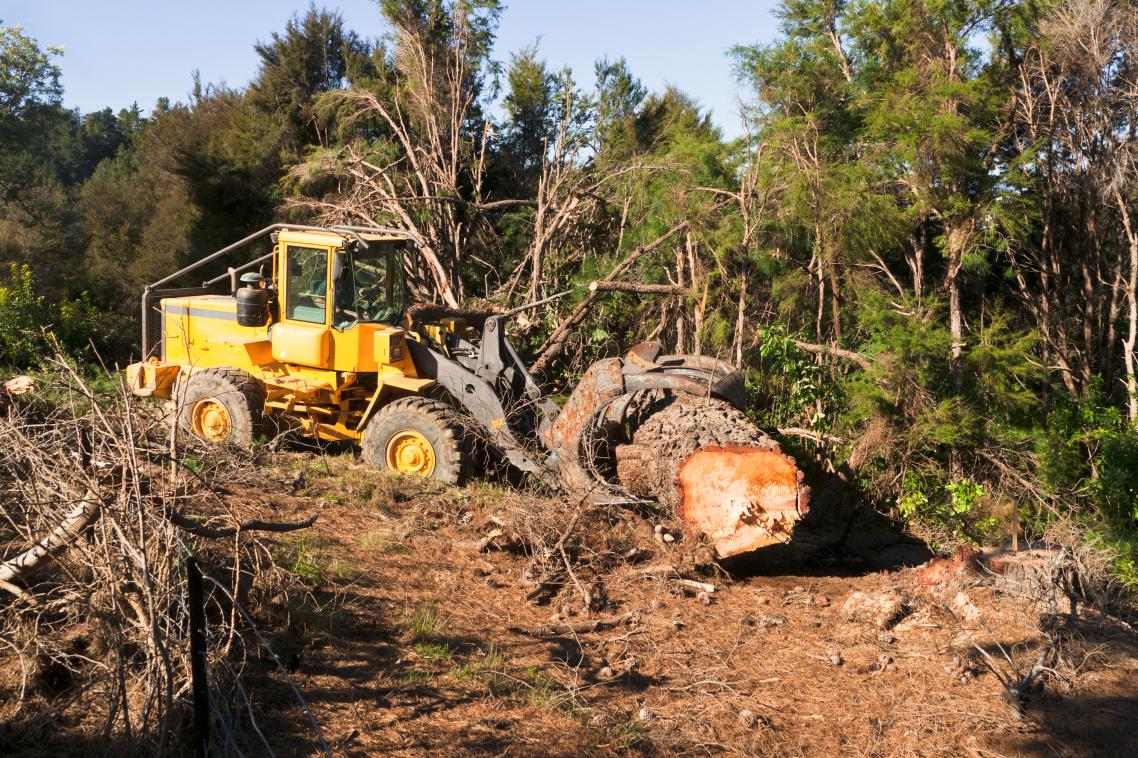 Overharvesting and habitat conversion is imperilling species