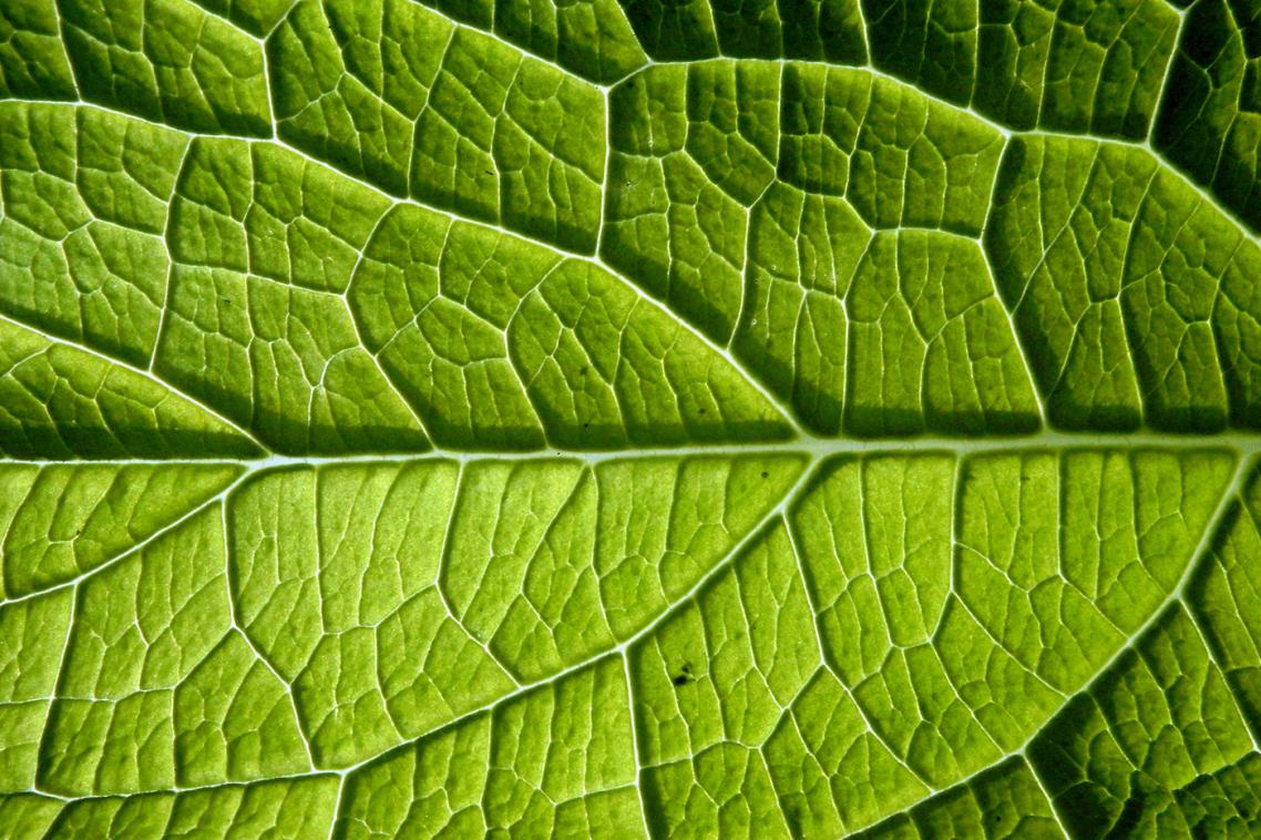 Key factors affecting leaf size were night temperatures and risk of frost damage