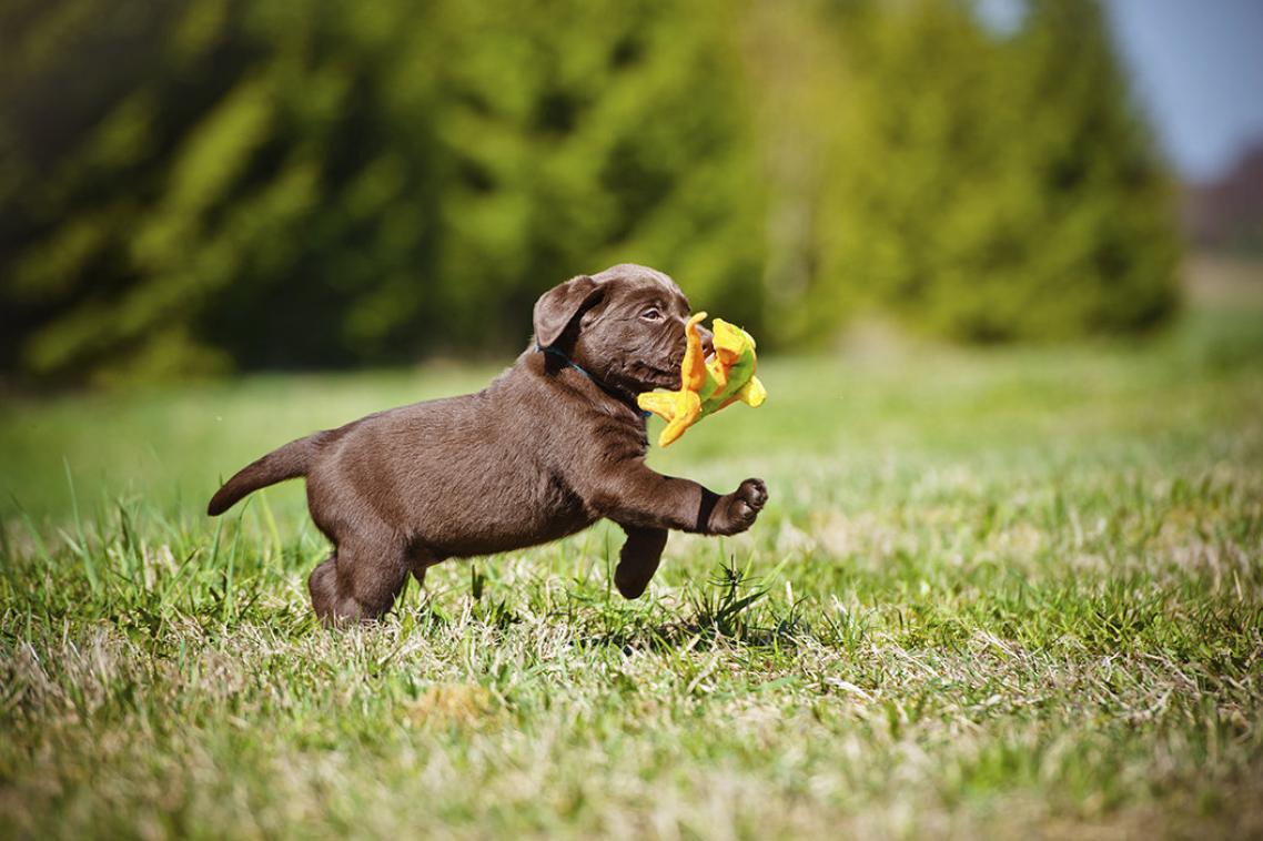Get pets set early this holiday