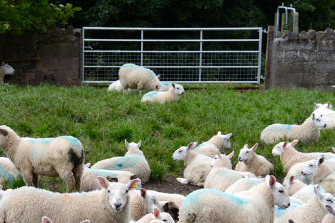 Molecules in the human body behave like sheep at a gate -- sometimes lots go through, sometimes they don't