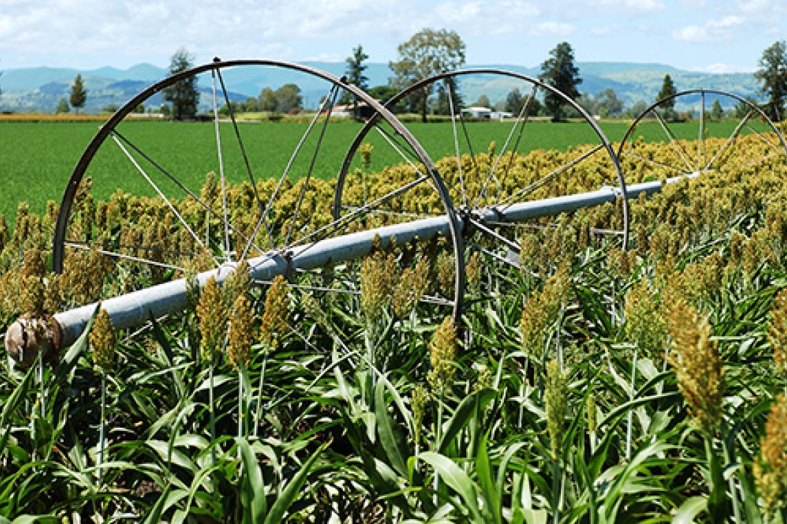 A sorghum crop.