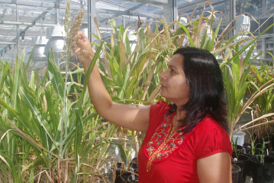 Dr Raghuwanshi with the world's first transgenic sweet sorghum plants