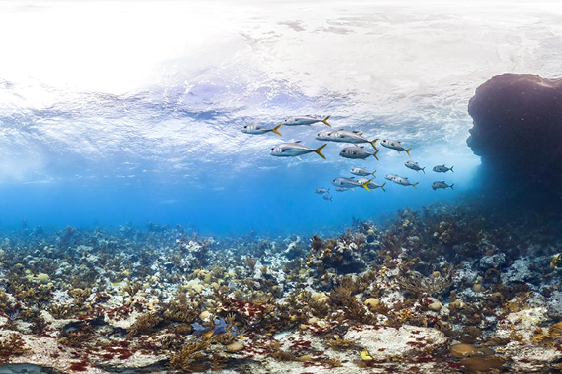 Shallow reef at Emily's Pinnacles, Bermuda. © The Ocean Agency / XL Catlin Seaview Survey / Christophe Bailhache