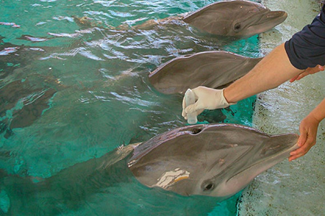 Collecting DNA from dolphins