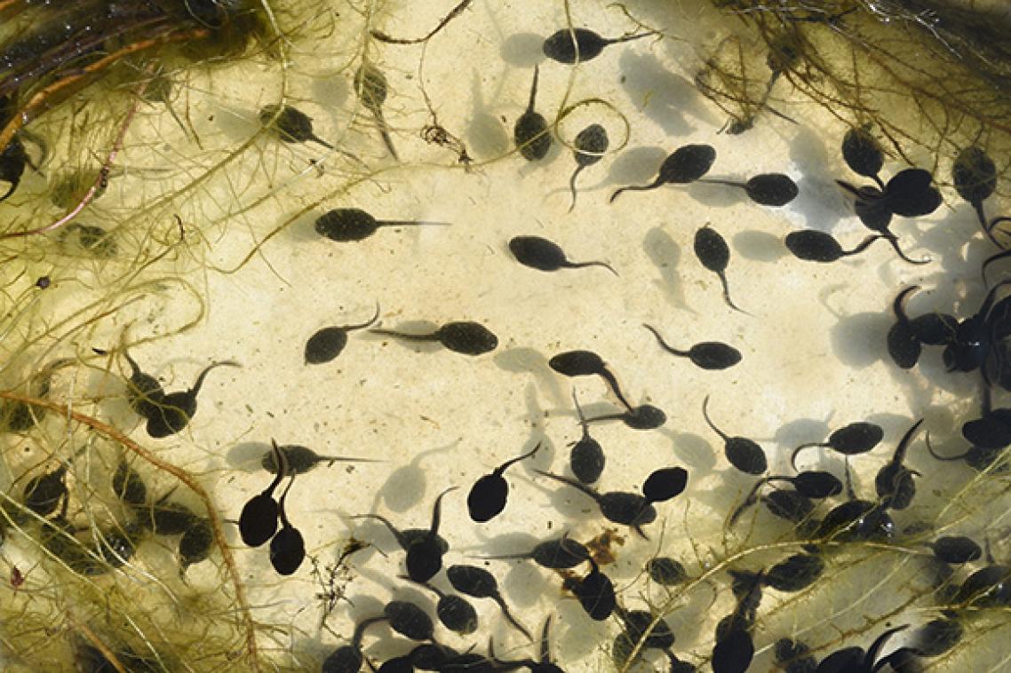 A photo of a murky body of water with black tadpoles in it.