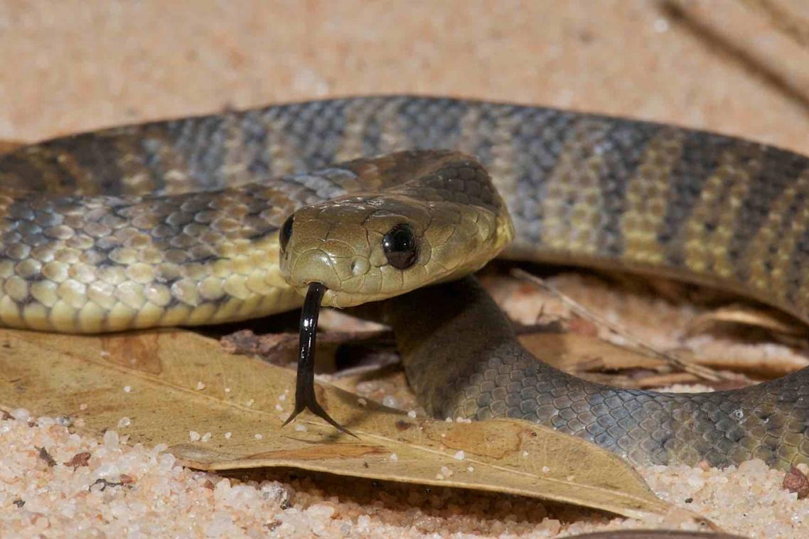 Tiger snakes are part of a group that has existed for 10 million years. Credit: Stewart Macdonald