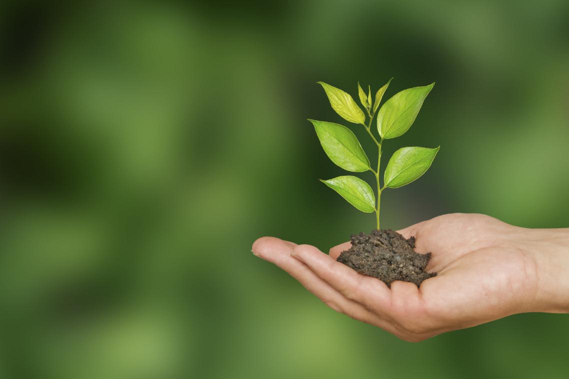 More than 5000 trees will be planted at UQ St Lucia.