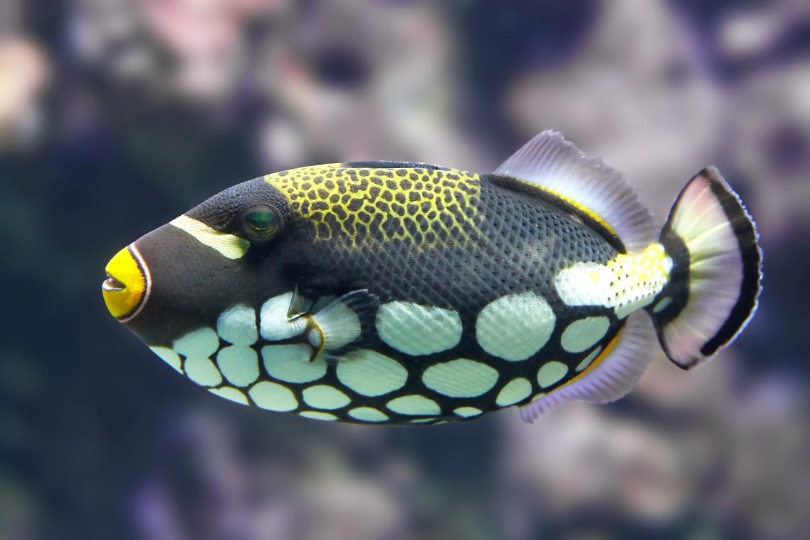 Clown trigger fish