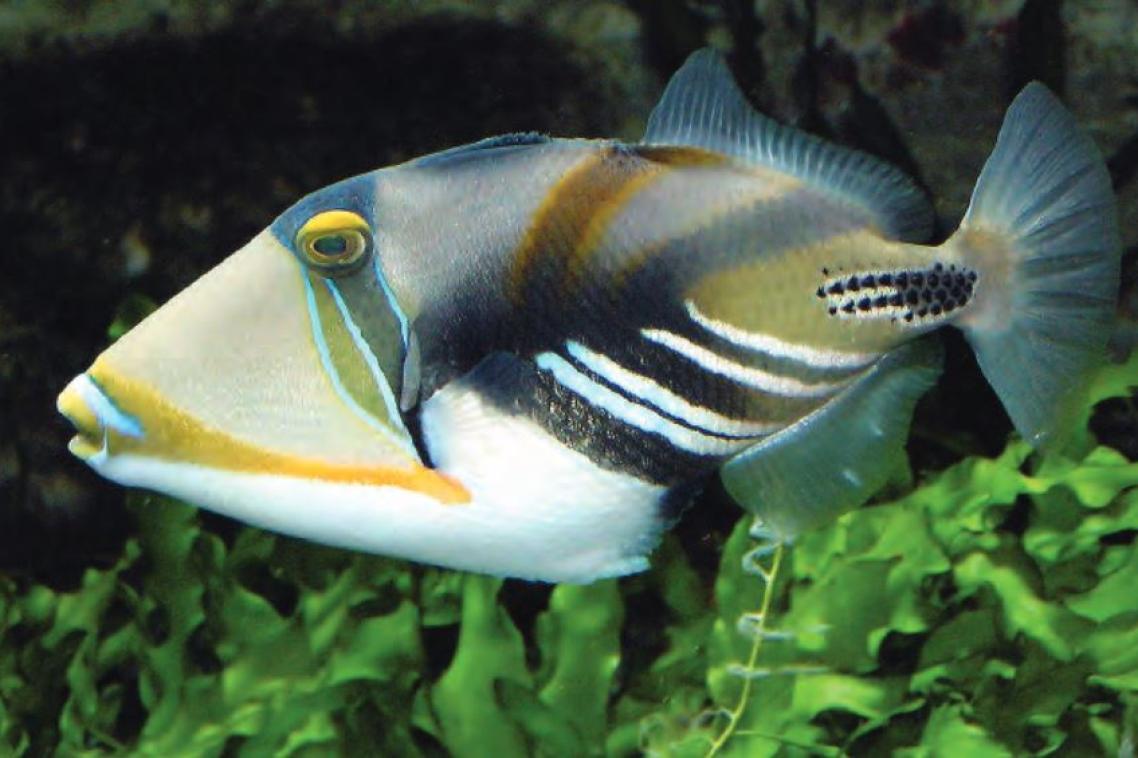Triggerfish, a common Great Barrier Reef species, are fooled by visual illusions in the same way as humans