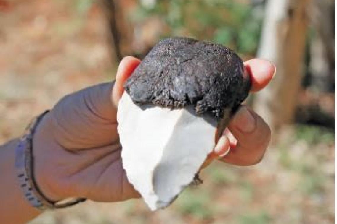 Spinifex tool