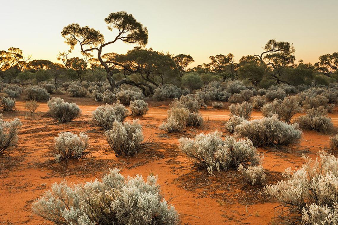 Small dry bushes sprouting from red dirt