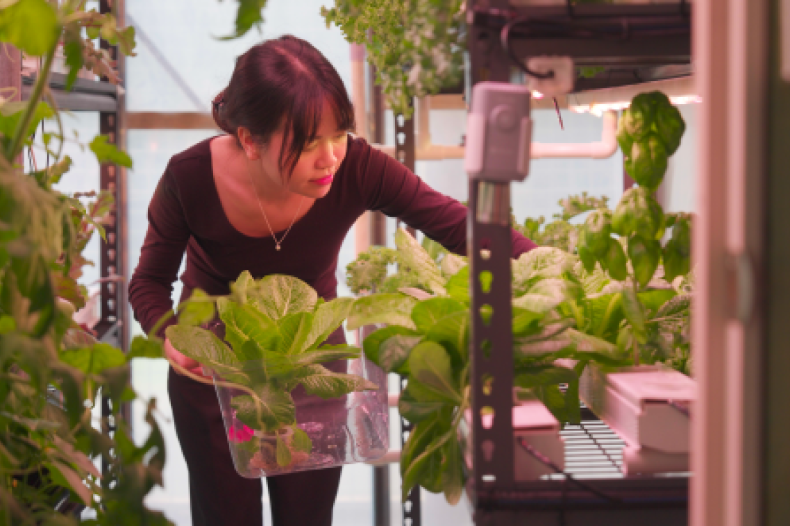 UQ PHD student Thi Thanh Nhan An during a harvest inside her semi-greenhouse urban farming prototype.