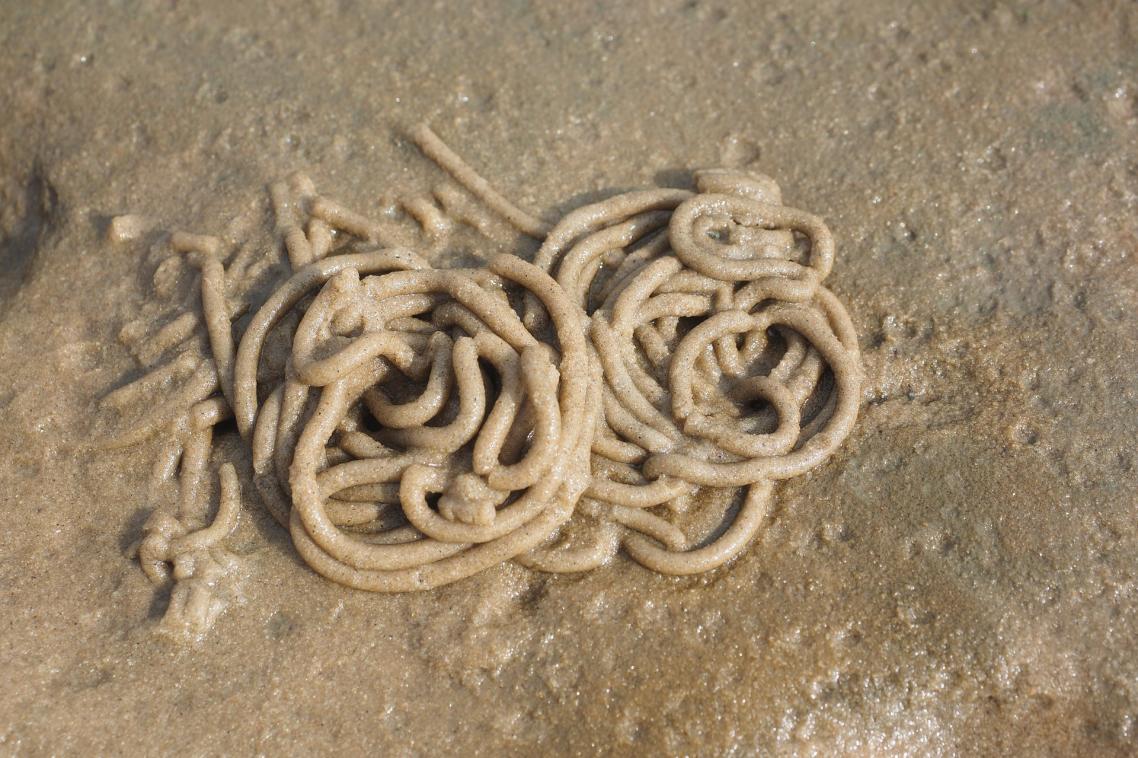 A pile of worms covered in sand on a beach.