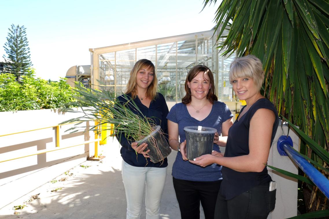 PhD students Cecile Richard, Amy Watson and Hannah Robinson are working to revolutionise cereal production.