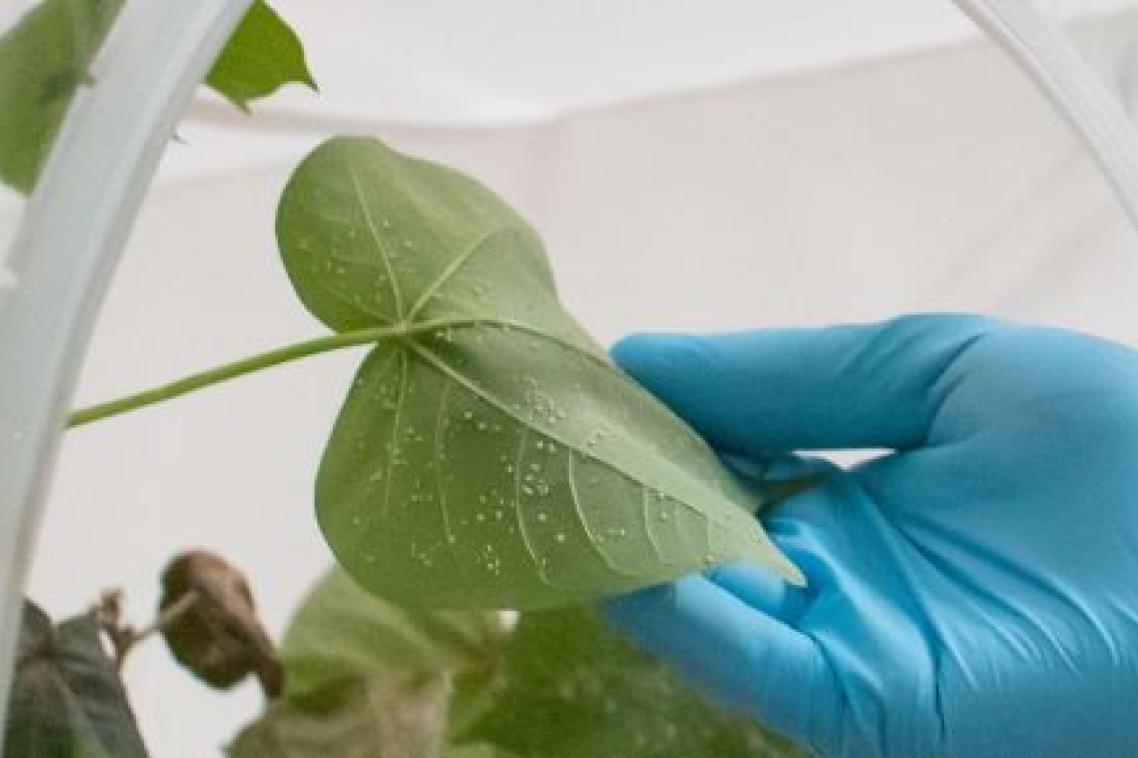 Silverleaf Whitefly attacks 500 plant species including cotton, grain and vegetables.