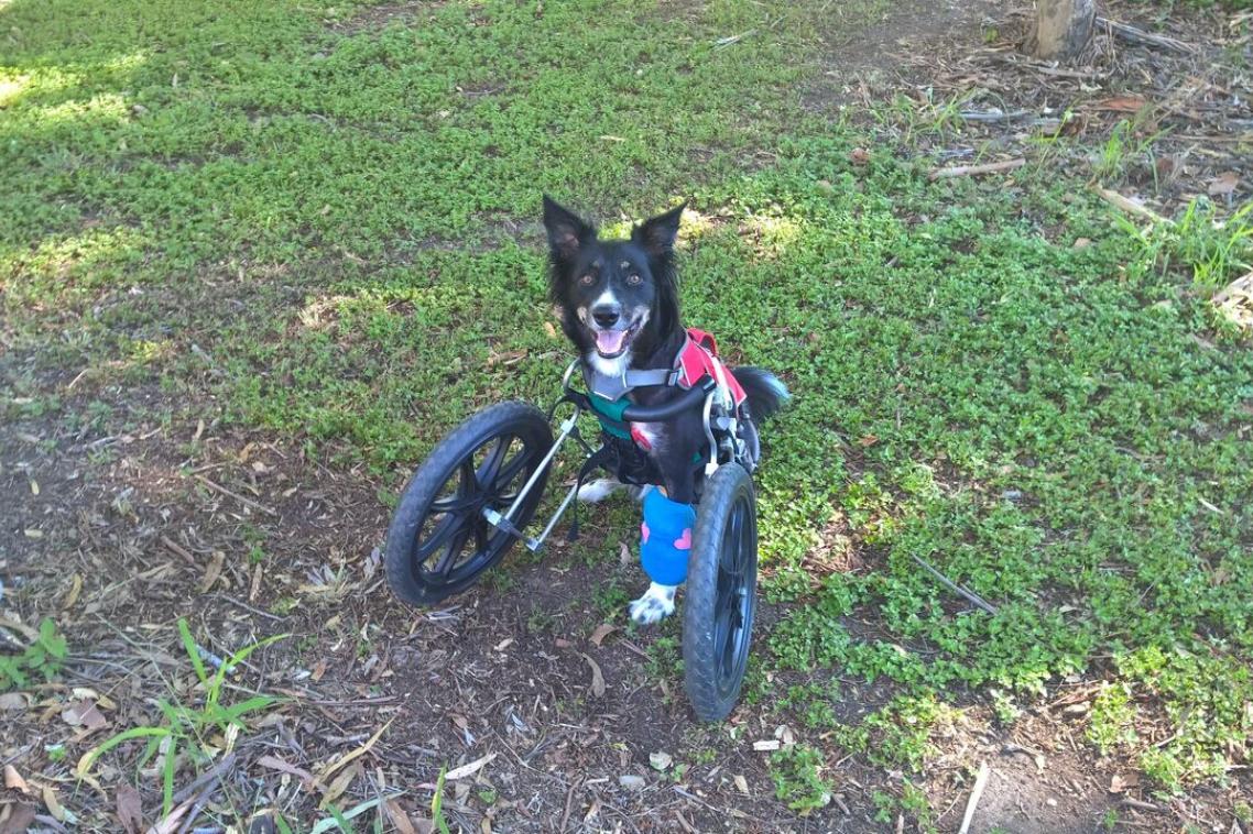 Ziggy with his customised cart.
